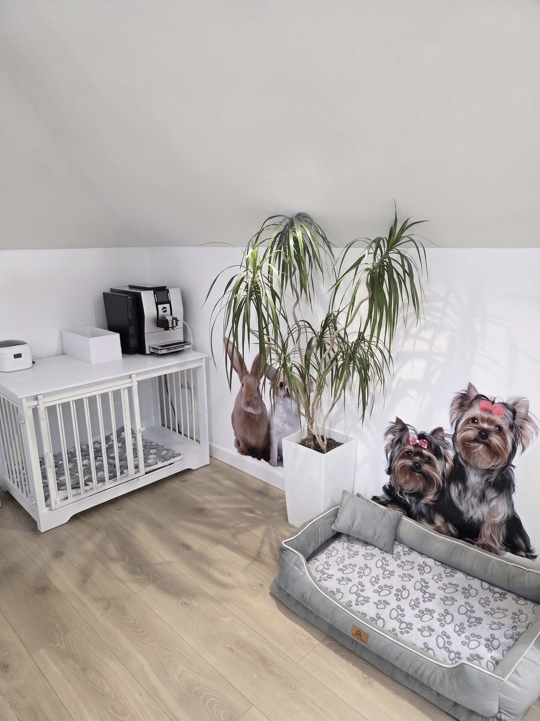 Strefa relaksu z Yorkshire Terrierami - ELITE Groomer